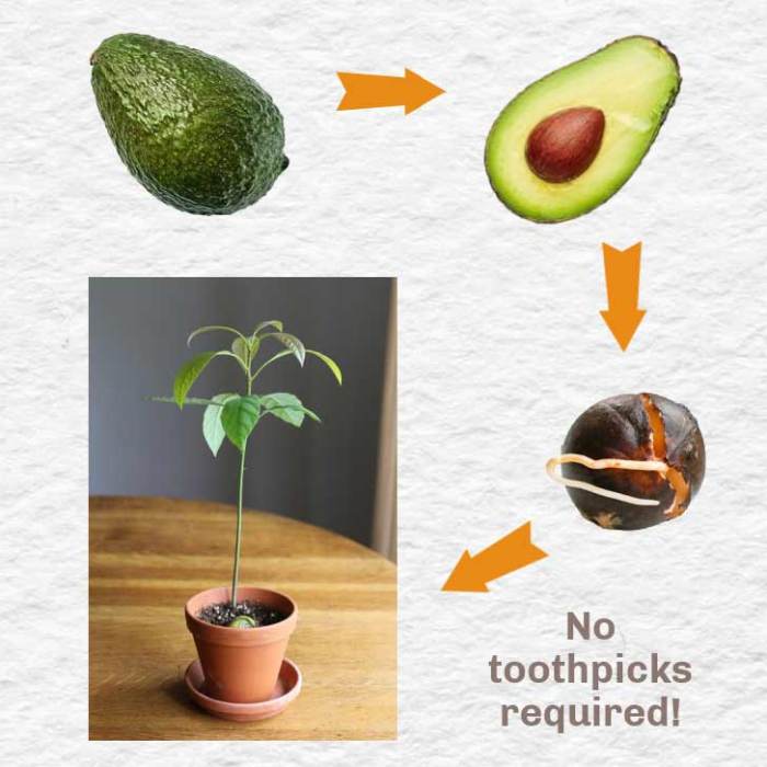 How Deep Do I Plant an Avocado Seed?