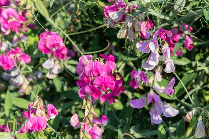 How deep do you plant sweet pea seeds