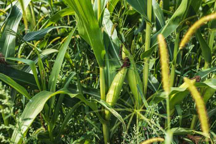 How deep do you plant sweet corn seeds