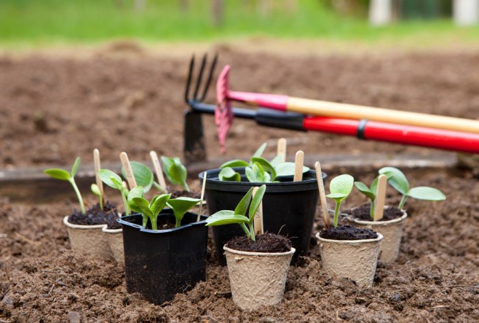 How Deep Should Squash Seeds Be Planted?