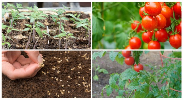 How Deep Should I Plant My Tomato Seeds?