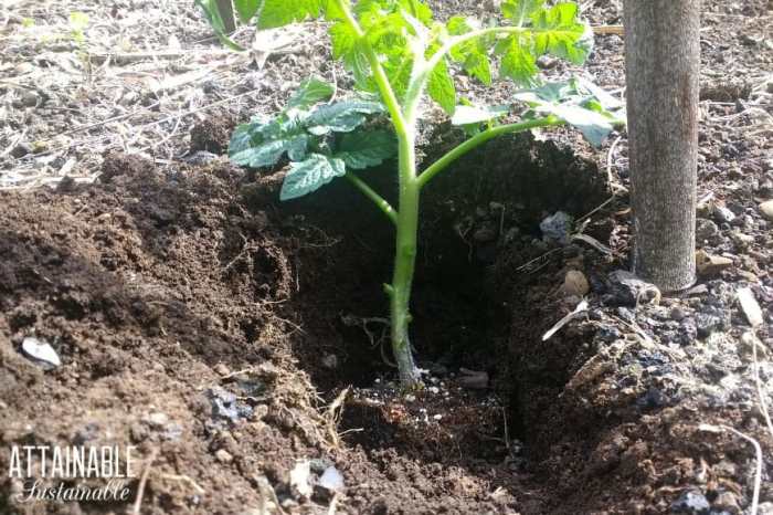 How Deep Should You Plant a Tomato Seed?