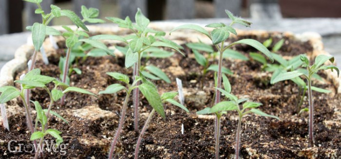 How and when to plant tomato seeds