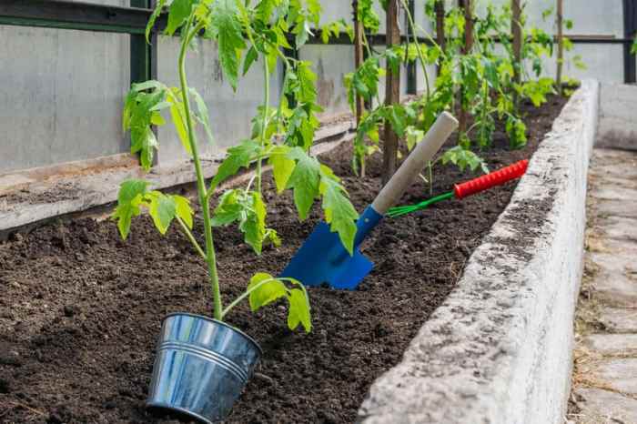 How deep should you plant a tomato seed