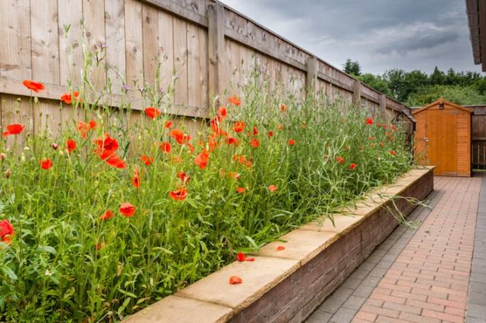 Poppy harvest narkoba biji papavero bagel papoula semente collect tes pengaruhi taburan raccolta raccogliere piante dalle gardeningknowhow