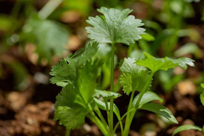 How deep do you plant cilantro seeds