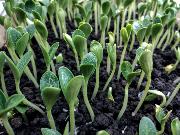 How deep should watermelon seeds be planted