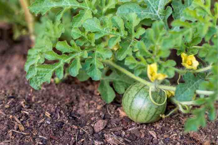 How deep do i plant watermelon seeds