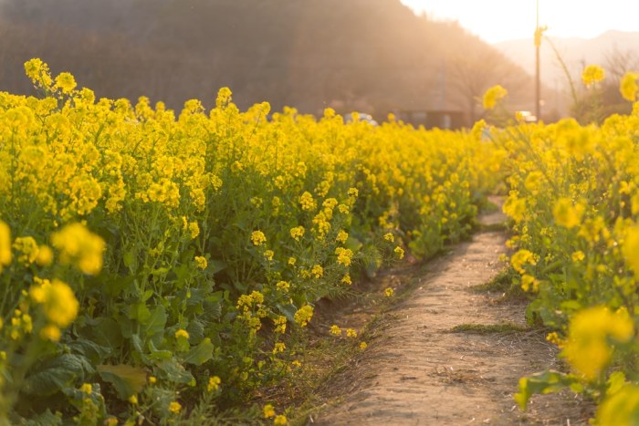 How big is a mustard seed plant