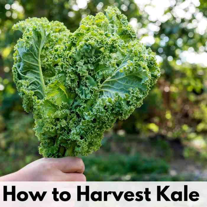 How Deep Do You Plant Kale Seeds?