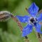 How Deep to Plant Borage Seeds