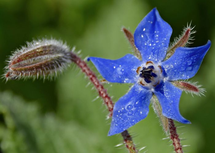 How Deep to Plant Borage Seeds