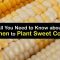 How Deep Do You Plant Sweet Corn Seeds?