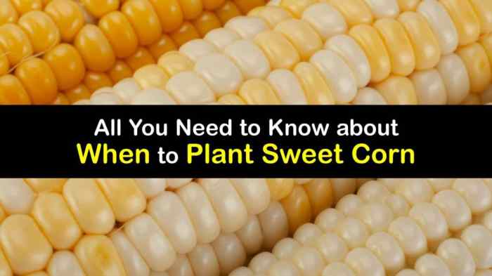 How deep do you plant sweet corn seeds