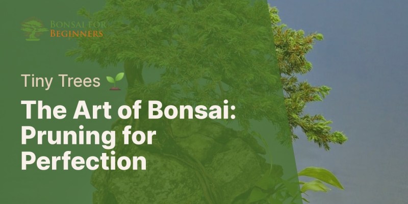 How deep to plant bonsai seeds